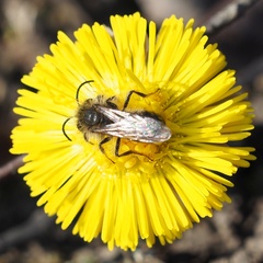 Andrena