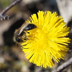 Andrena