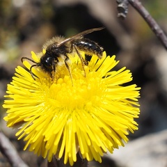 Andrena