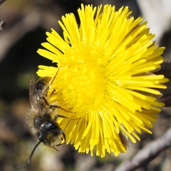 Andrena