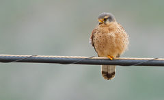 Falco tinnunculus dacotiae