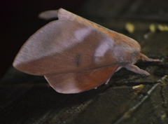 Othorene purpurascens