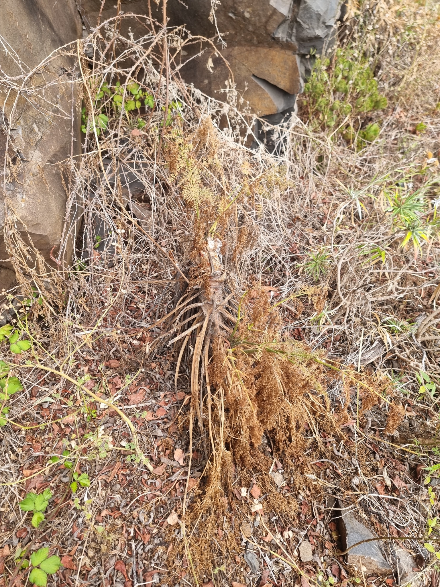 Carrot-Tree (Daucus edulis)