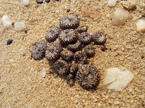 Conophytum comptonii