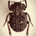 Carcass Beetles - Photo (c) Kohichiro Yoshida, some rights reserved (CC BY-NC)