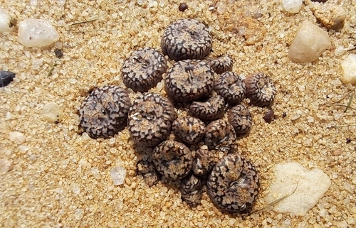 Conophytum comptonii