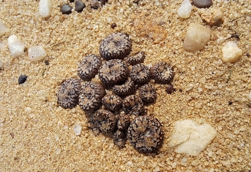 Conophytum comptonii