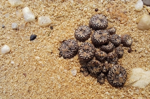 Conophytum comptonii