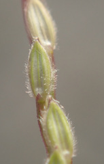 Capim-colchão (Digitaria sanguinalis)