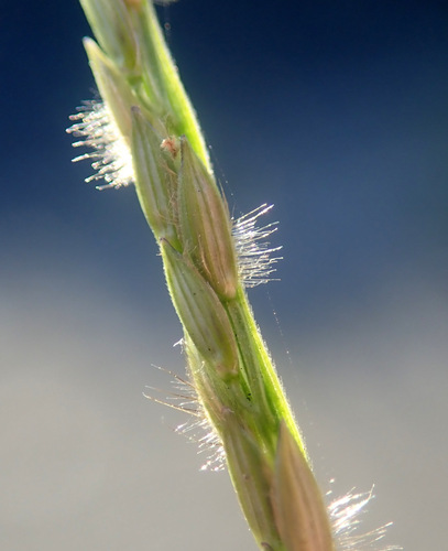 Subspecies Digitaria sanguinalis pectiniformis · iNaturalist
