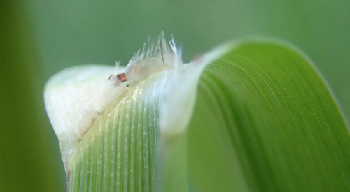 Image of Panicum schinzii by (c) Thomas Gyselinck, some rights reserved (CC BY)