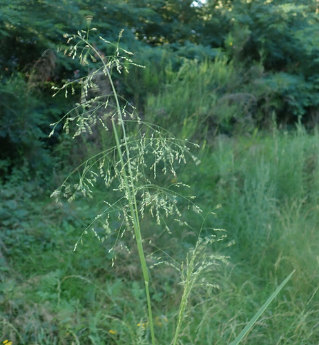 Transvaal Millet (Panicum schinzii)