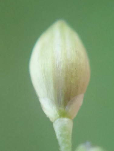 Image of Panicum schinzii by (c) Thomas Gyselinck, some rights reserved (CC BY)