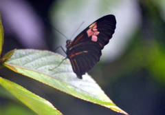 Heliconius erato venustus