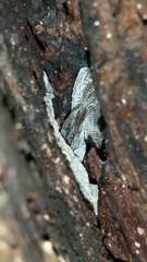 Diplodactylidae