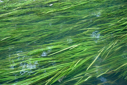 Branched Bur-reed