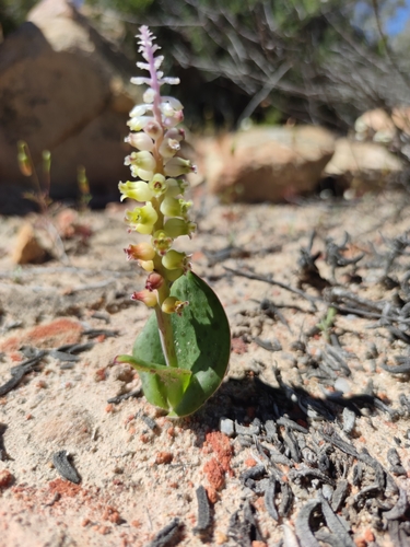 Lachenalia membranacea