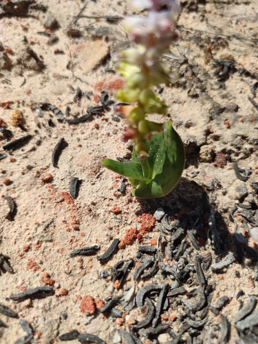 Lachenalia membranacea