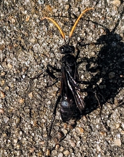 Entypus fulvicornis photo 5