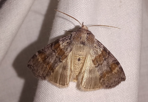 Cymatophorina diluta