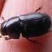 Night-flying Dung Beetle - Photo (c) anneke1998, some rights reserved (CC BY-NC-SA)