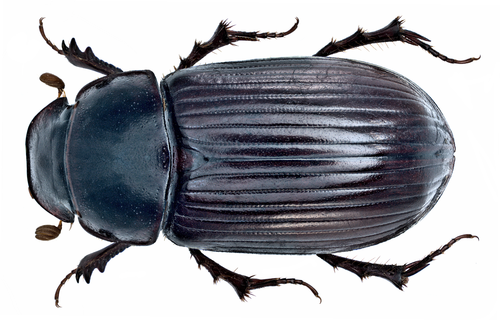 Night-flying Dung Beetle, photo 4 of 10