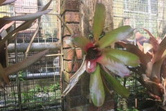 Tillandsia imperialis