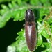 Common Brown Click Beetle - Photo (c) Walwyn, some rights reserved (CC BY-NC-SA)