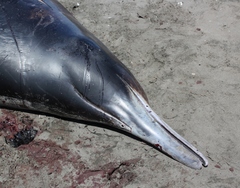 Gray's Beaked Whale photo 4