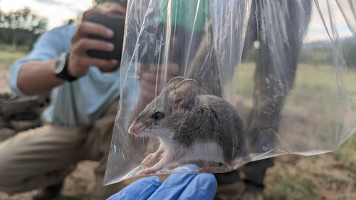 Southern Grasshopper Mouse (Onychomys torridus)