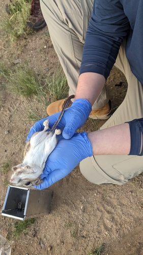 Banner-tailed Kangaroo Rat