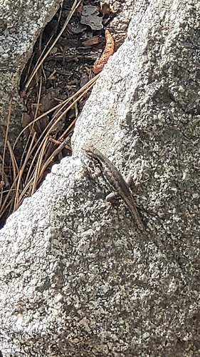 iNaturalist observation photo of Common Sagebrush Lizard