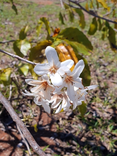 Cordia glabrata (Cordia glabrata)