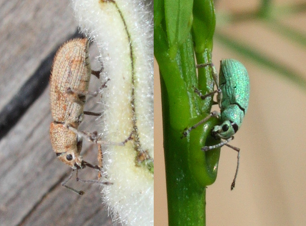 Myllocerus