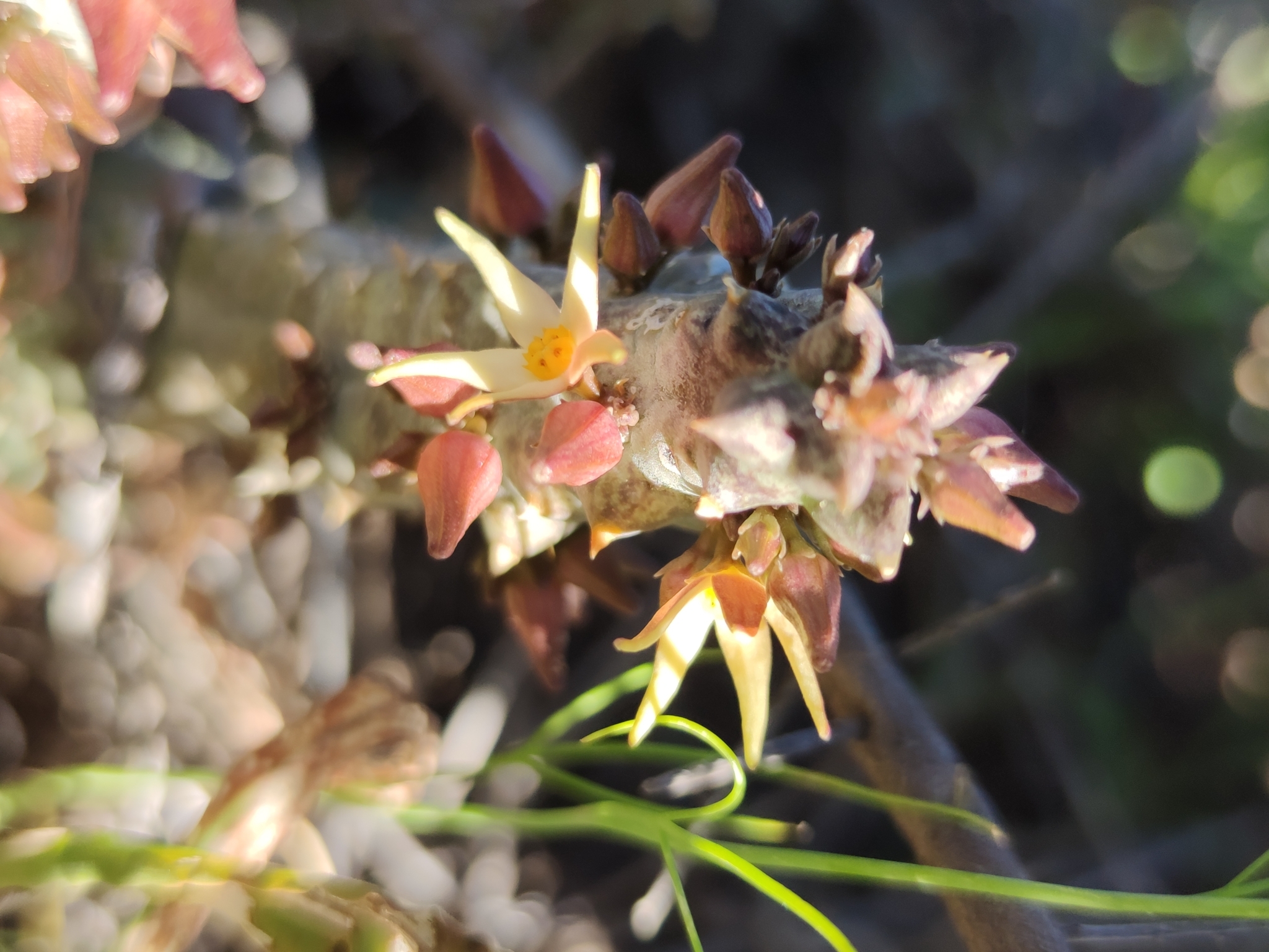 Ceropegia aurea