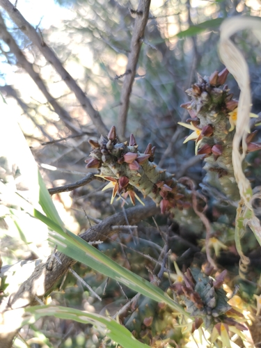 Ceropegia aurea
