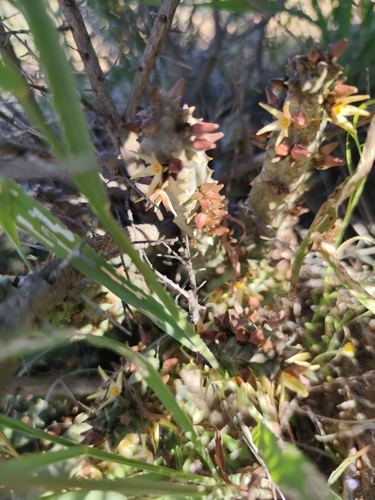 Ceropegia aurea