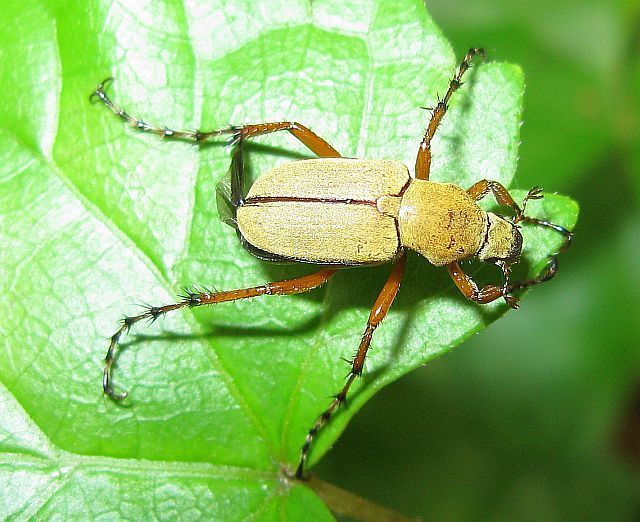 American Rose Chafers