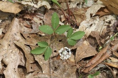 Panax trifolius