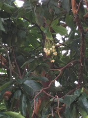 Arbutus × andrachnoides