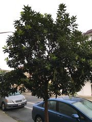 Arbutus × andrachnoides