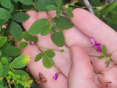 Image of Lespedeza frutescens by no rights reserved