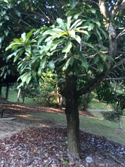 Mangifera caesia