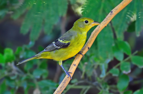 Western Tanager, photo 7 of 9