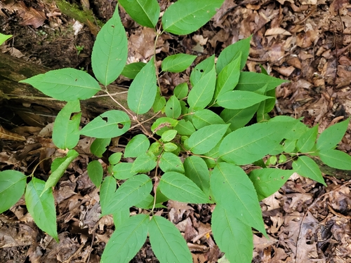 Northern bush honeysuckle (Diervilla lonicera)