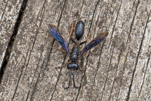 Brown-legged Grass-carrying Wasp photo 5