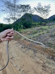 Brown Vinesnake photo 2
