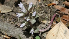 Obolaria virginica