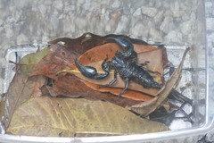 Heterometrus spinifer