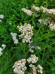 Achillea millefolium image